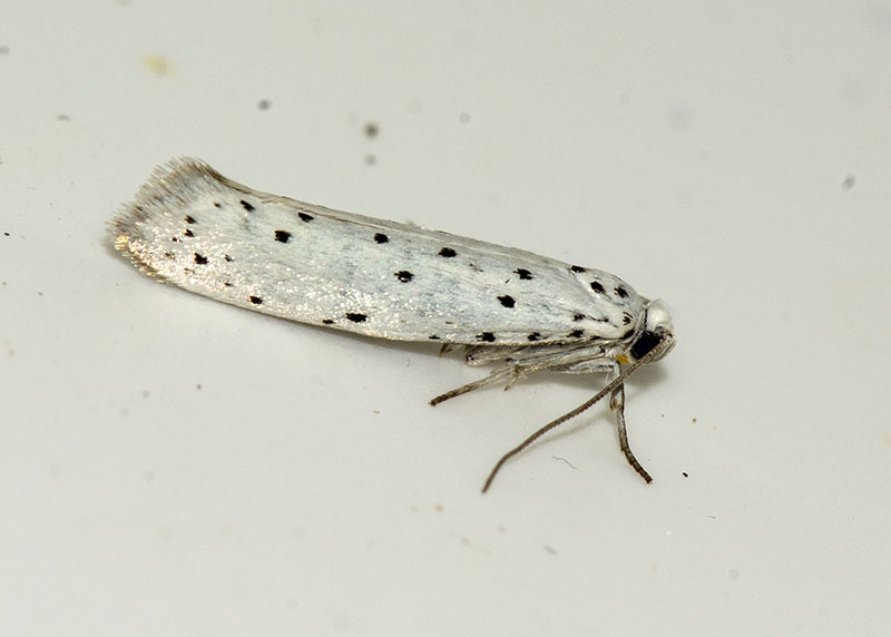 Yponomeuta sp.